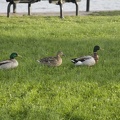 314-2572 Davenport IA - Ducks